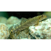 Acanthocobitis Botia 4-5cm Acanthocobitis Botia 4-5cm
